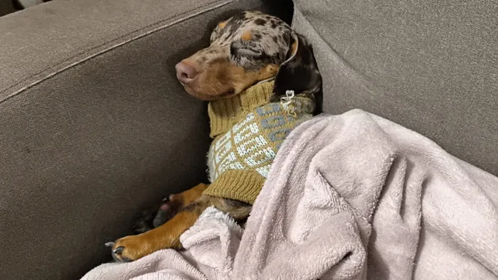 Procuro namorada para meu doguinho