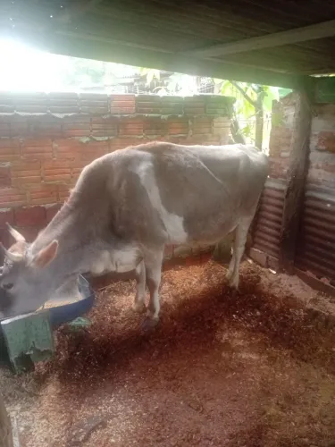 Vaca Jersey