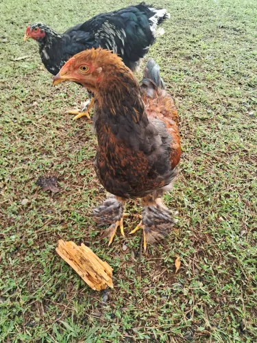 Lindo Frango Brahma Perdiz com 06 meses