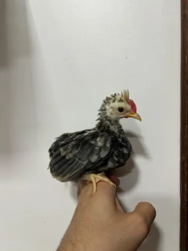 Mini garnize / Galinho da India
