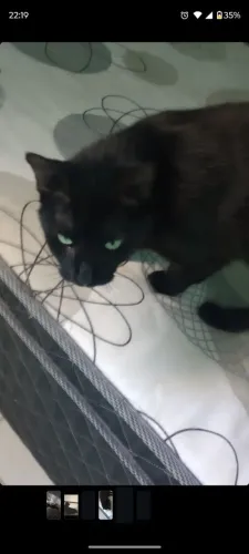 Doando gata 4 anos 