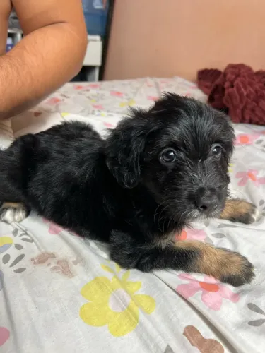 Vendo esse lindo filhote raça Cocker Spaniel com poodle 