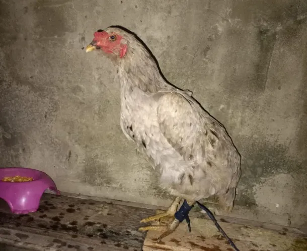 Vendo uma galinha caipira