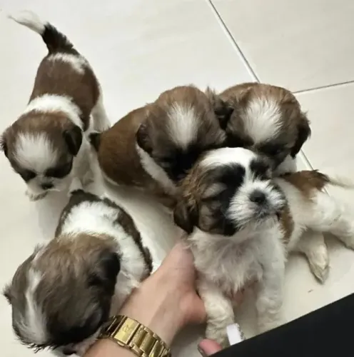 Shih tzu vacinado e vermifugado