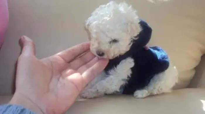 Lindo filhotinho de poodle micro toy machinho purissimo totalmente branco