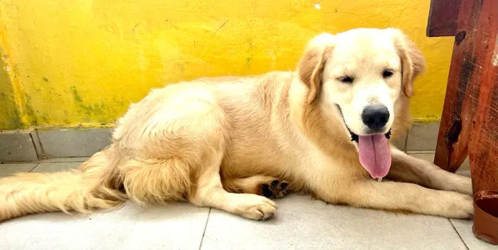 GOLDEN RETRIEVER 