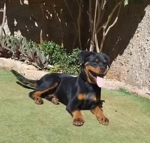 Rottweiler