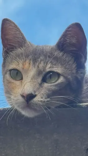 Gatinha fêmea pra adoção