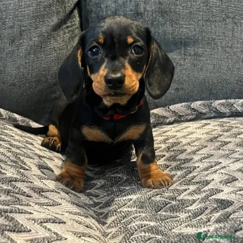 Filhote de cachorro dachshund/teckel/basset/salsicha/cofap dócil vacinado
