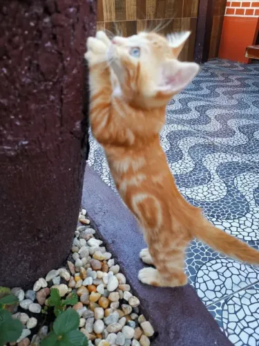 Filhotes de gato