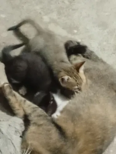 Gatinhos para adoção responsável