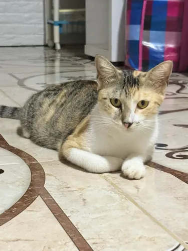 Gatinha para adoção
