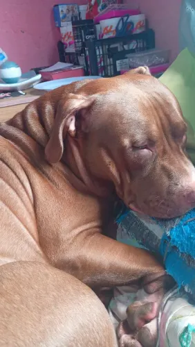 Venda-se American Bully fêmea 