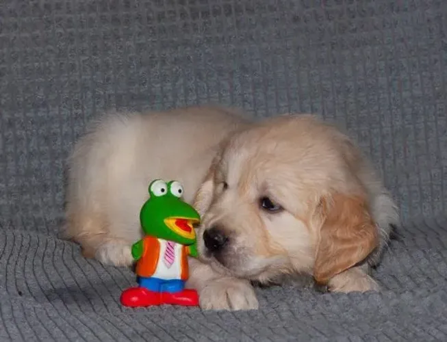 Filhotes de Golden Retriever | Filhotes cheios de energia!