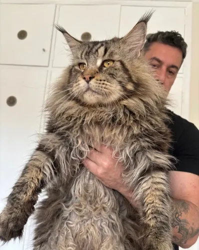 Maine coon gato