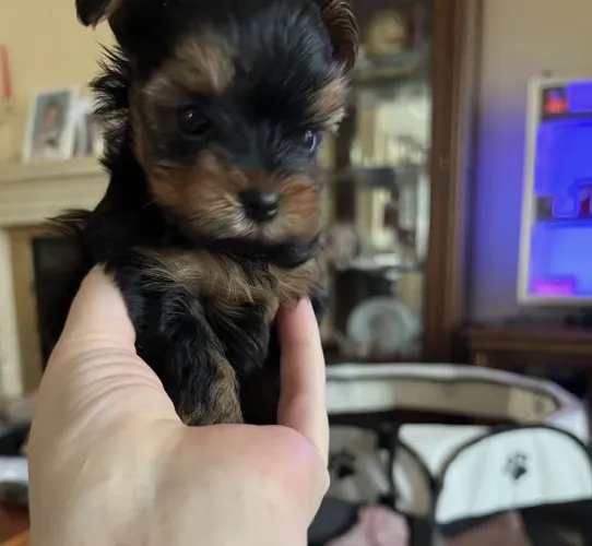 Yorkshire Terrier - Uma Fofura Pronta Para Viver Novas Aventuras