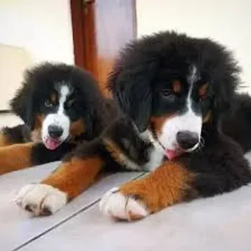 Bernese Mountain filhotes