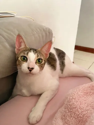 Gatinha para adoção 