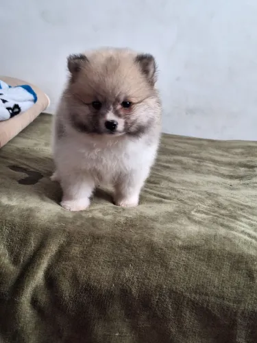 Lulu da pomerânia/ mini spitz macho