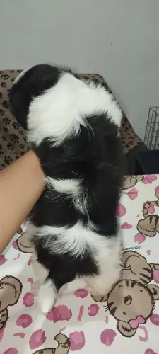 Shitzu macho 