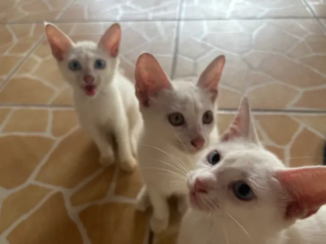 Doação responsável de gatinhos !