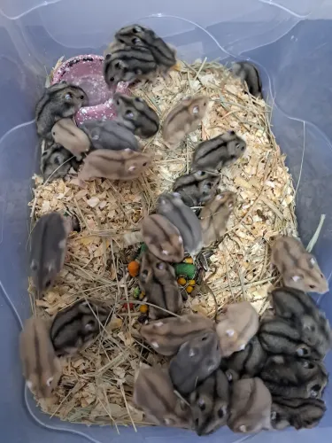 hamster anão russo filhotes