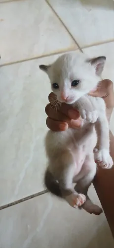 Gatinhos para doação (reserva)