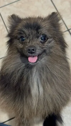 Spitz Alemão Macho Anão 