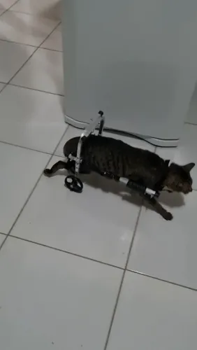Cadeira de roda para pet até 6kg