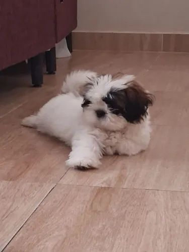 Vende-se cachorro 