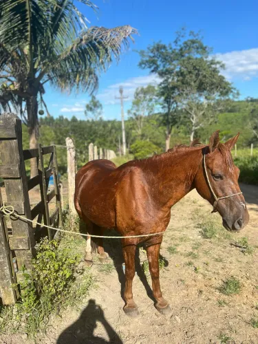 Cavalo quarto de milha 