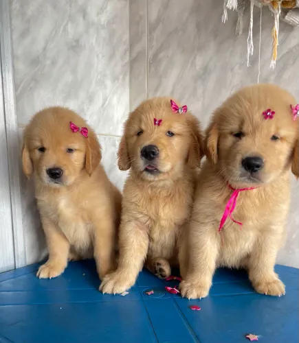 Filhotes Golden Retriever disponíveis