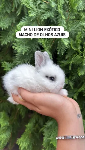 Coelhos anões 