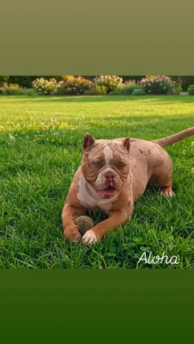 American Bully filhote Merle fêmea 