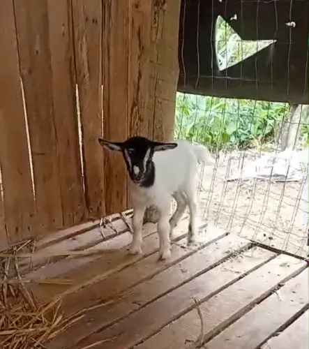 MINI CABRA FEMEA