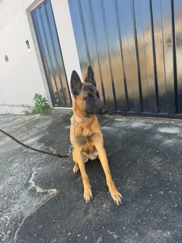 Vendo Pastor Belga Malinois Fêmea 