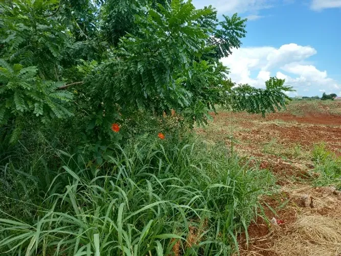 Vendo terreno Nova Barato