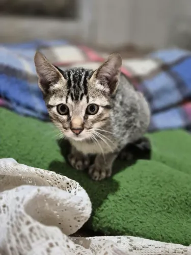 ? 5 Gatinhos Procurando um Lar Cheio de Amor