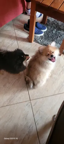 Cachorro  lulu da pomerania 