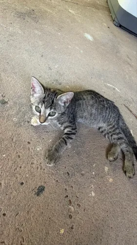 Gato para adoção 