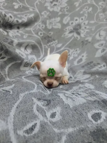 Chiuaua macho