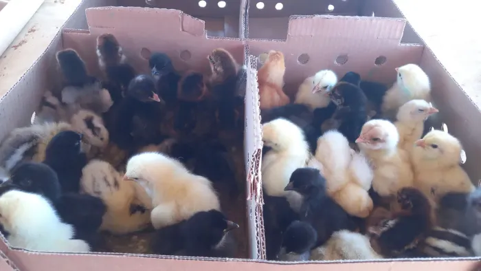 POEDEIRAS GLC:  Galinha dos ovos COLORIDOS - AVIFRAN