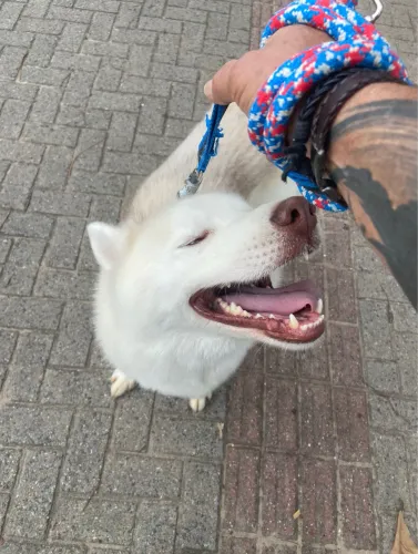 Doação Husky puro 4 anos
