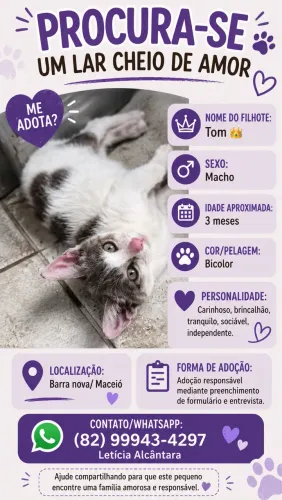 Adoção responsável filhote macho