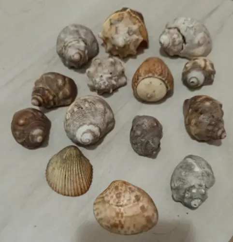 Conchas Naturais - DESAPEGO