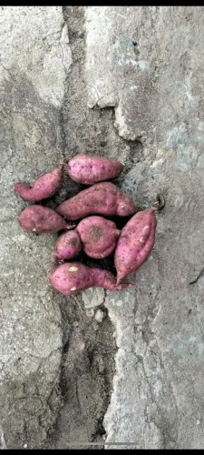 Batata doce vitória