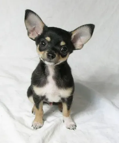 Filhotes de chihuahua criados com muito amor.