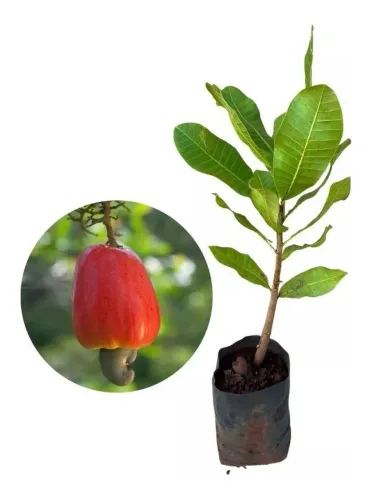 MUDA FRUTÍFERA PRECOCE: CAJU ANÃO