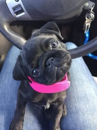 Pug - Robustez É Elegância Em Perfeita Harmonia 