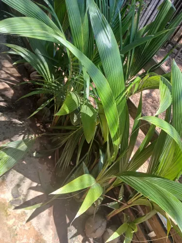 Muda de coco